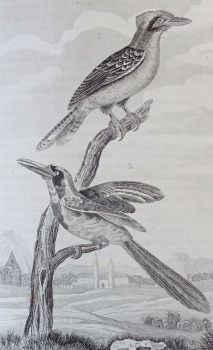 Georges-Louis Leclerc de Buffon, Ninth Volume "Birds" from Buffon's entire works, including the additions according to the classification of G. Cuvier - The only edition in German translation by H. J. Schaltenberg. 58 illustrations (engravings)