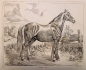Preview: Johann Adam Klein, Schwarzes Pferd