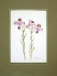 Preview: Maria Bieber, Altroemeria sp.
