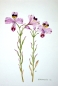 Preview: Maria Bieber, Altroemeria sp.