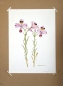 Preview: Maria Bieber, Altroemeria sp.
