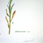 Preview: Maria Bieber, Altroemeria sp.
