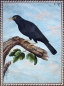 Preview: Franz Anton Winter, carbon Blackbird