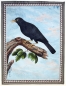Preview: Franz Anton Winter, carbon Blackbird