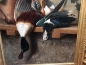 Preview: Michelangelo Meucci, cat hunted ducks