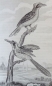 Preview: Georges-Louis Leclerc de Buffon, Neunter Band "Vögel" aus Buffon's sämmtliche Werke, sammt den Ergänzungen nach der Klassifikation von G. Cuvier -  Einzige Ausgabe in deutscher Uebersetzung von H. J. Schaltenberg. 58 Abbildungen (Stiche)