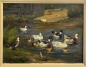 Preview: Hans Maulwurf, Enten im Teich