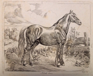 Johann Adam Klein, Schwarzes Pferd