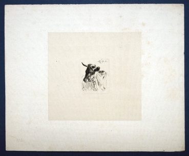 Johann Adam Klein, Naturstudie eines Stierkopfs