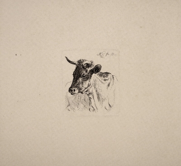 Johann Adam Klein, Naturstudie eines Stierkopfs