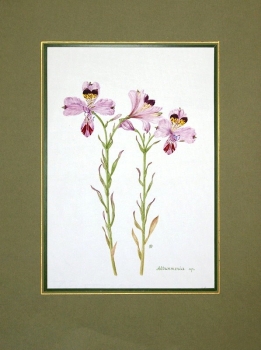 Maria Bieber, Altroemeria sp.