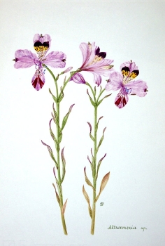 Maria Bieber, Altroemeria sp.