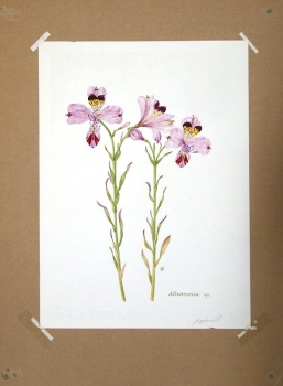 Maria Bieber, Altroemeria sp.