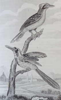 Georges-Louis Leclerc de Buffon, Neunter Band "Vögel" aus Buffon's sämmtliche Werke, sammt den Ergänzungen nach der Klassifikation von G. Cuvier -  Einzige Ausgabe in deutscher Uebersetzung von H. J. Schaltenberg. 58 Abbildungen (Stiche)