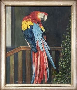 E. Stern, Papagei - Roter Ara