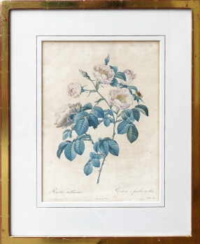 Hand-gilded frame, print by Pierre-Joseph Redouté, floral still life