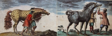 Peter Troschel, Pferde