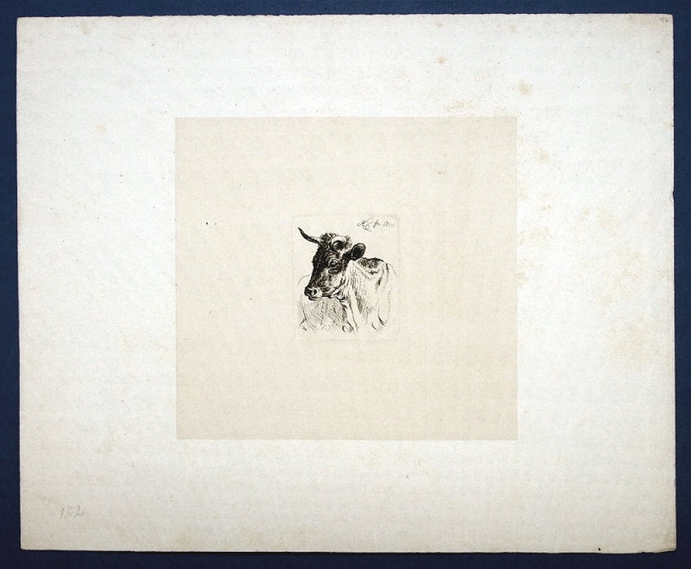 Johann Adam Klein, Naturstudie eines Stierkopfs