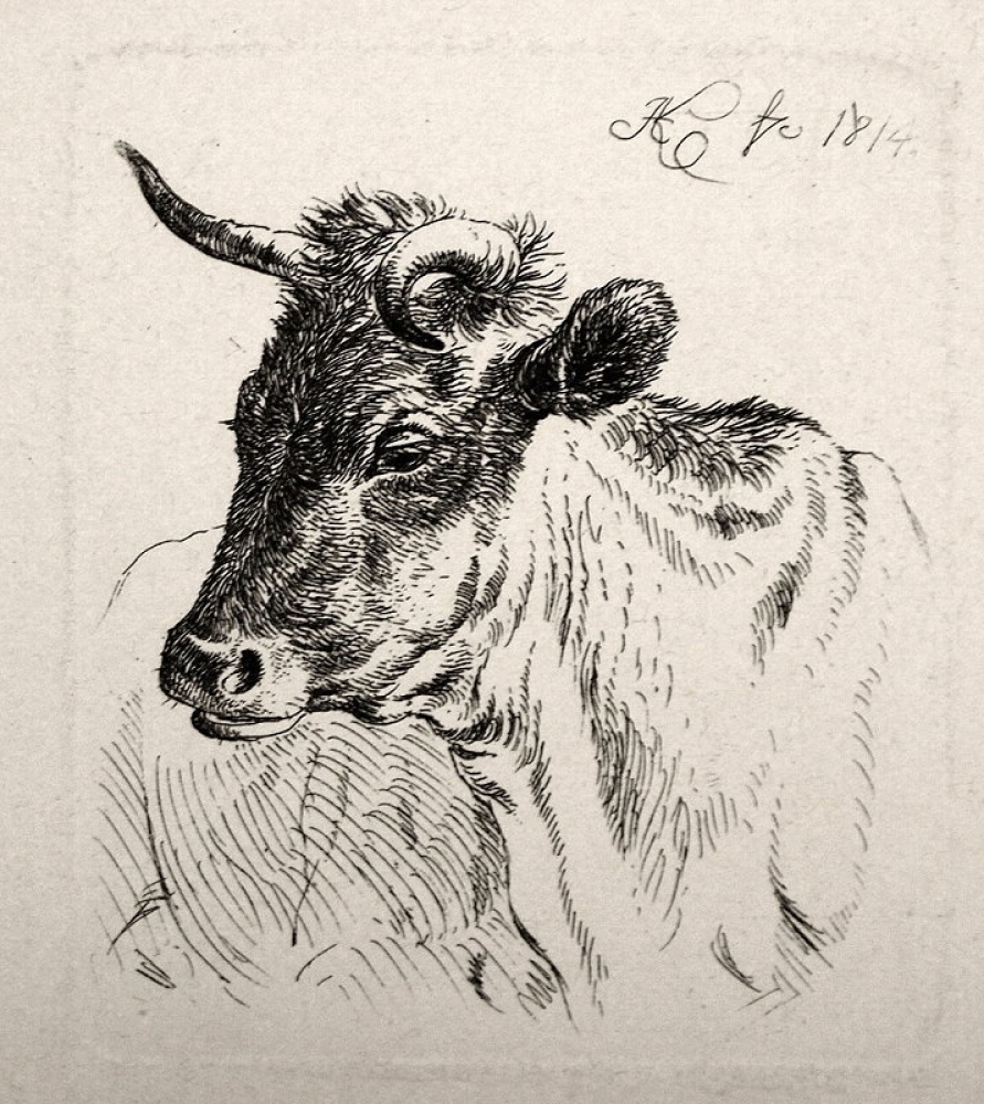 Johann Adam Klein, Naturstudie eines Stierkopfs