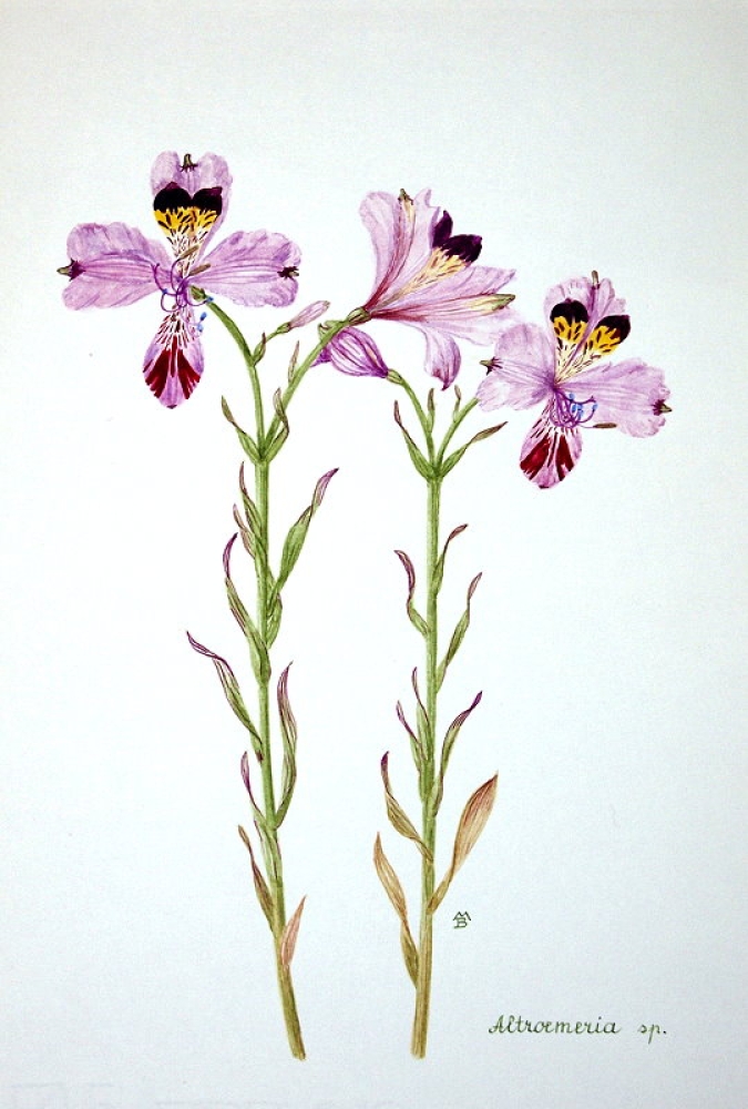 Maria Bieber, Altroemeria sp.
