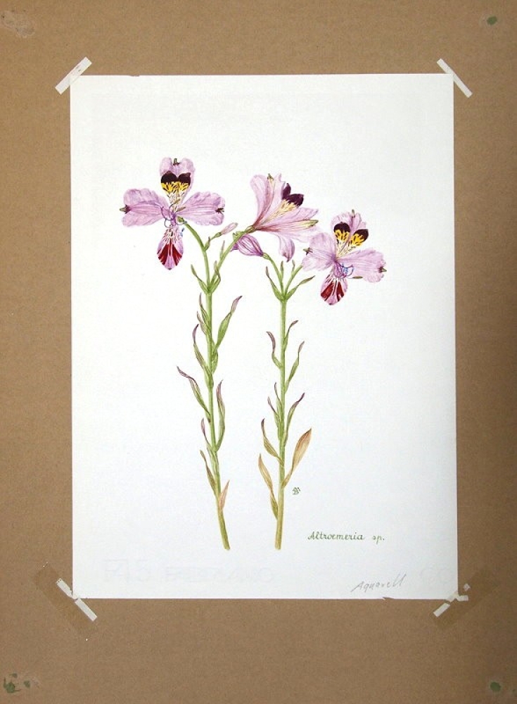 Maria Bieber, Altroemeria sp.