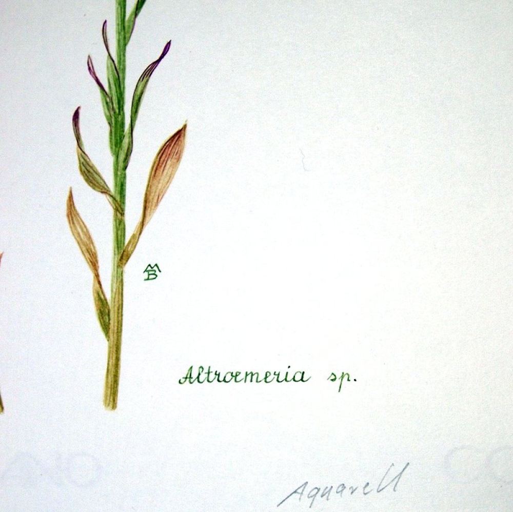 Maria Bieber, Altroemeria sp.