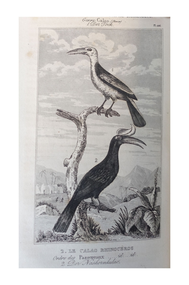 Georges-Louis Leclerc de Buffon, Neunter Band "Vögel" aus Buffon's sämmtliche Werke, sammt den Ergänzungen nach der Klassifikation von G. Cuvier -  Einzige Ausgabe in deutscher Uebersetzung von H. J. Schaltenberg. 58 Abbildungen (Stiche)