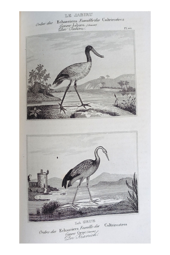 Georges-Louis Leclerc de Buffon, Neunter Band "Vögel" aus Buffon's sämmtliche Werke, sammt den Ergänzungen nach der Klassifikation von G. Cuvier -  Einzige Ausgabe in deutscher Uebersetzung von H. J. Schaltenberg. 58 Abbildungen (Stiche)