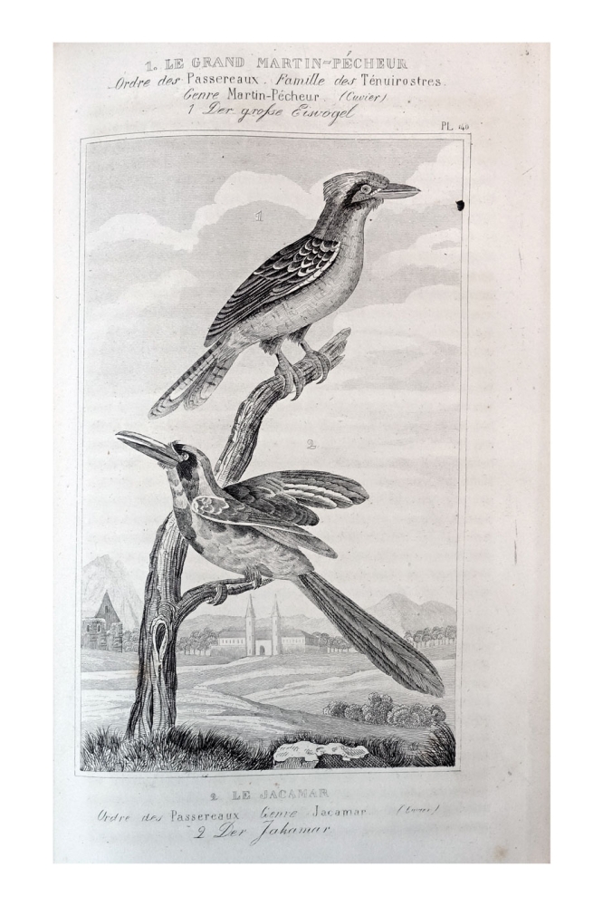 Georges-Louis Leclerc de Buffon, Neunter Band "Vögel" aus Buffon's sämmtliche Werke, sammt den Ergänzungen nach der Klassifikation von G. Cuvier -  Einzige Ausgabe in deutscher Uebersetzung von H. J. Schaltenberg. 58 Abbildungen (Stiche)