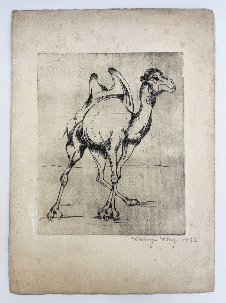 Ludwig Stieg, camel
