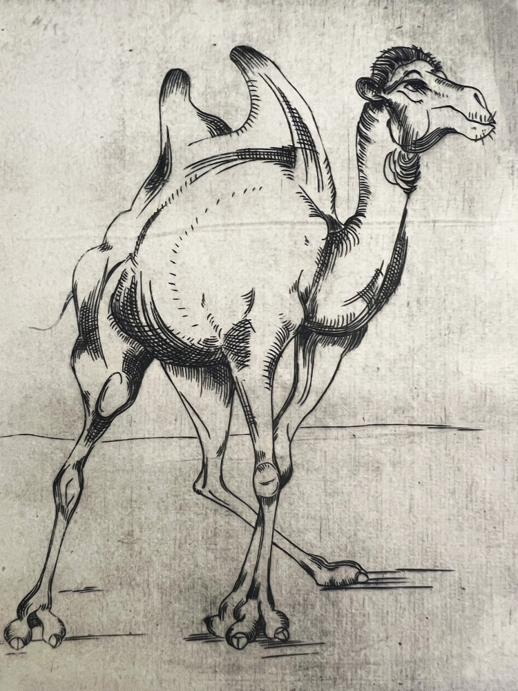Ludwig Stieg, camel