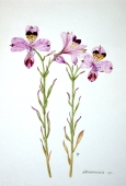Maria Bieber, Altroemeria sp.
