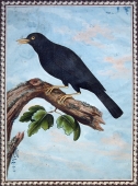 Franz Anton Winter, carbon Blackbird