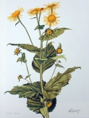 Unbekannt, Blume