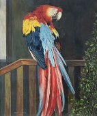 E. Stern, Papagei - Roter Ara