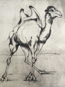 Ludwig Stieg, camel