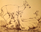 Georg Schilling, Rehe